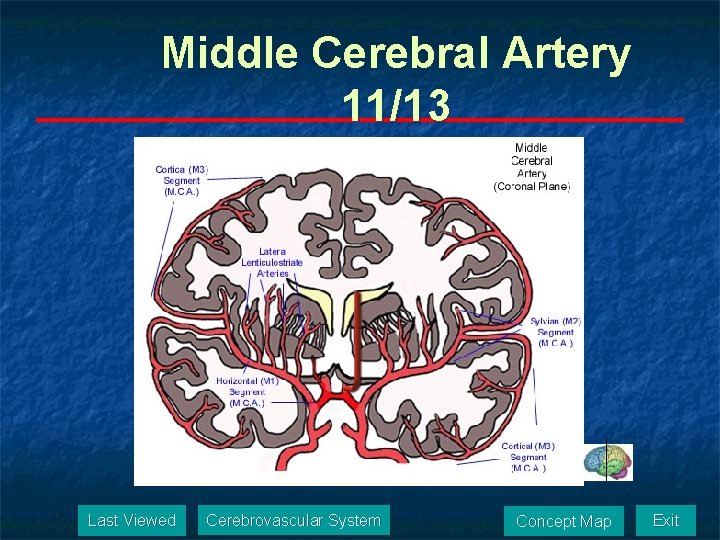 Middle Cerebral Artery 11/13 Last Viewed Cerebrovascular System Concept Map Exit 
