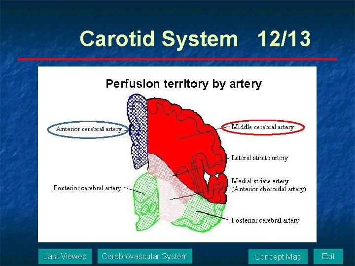 Carotid System 12/13 Perfusion territory by artery Last Viewed Cerebrovascular System Concept Map Exit