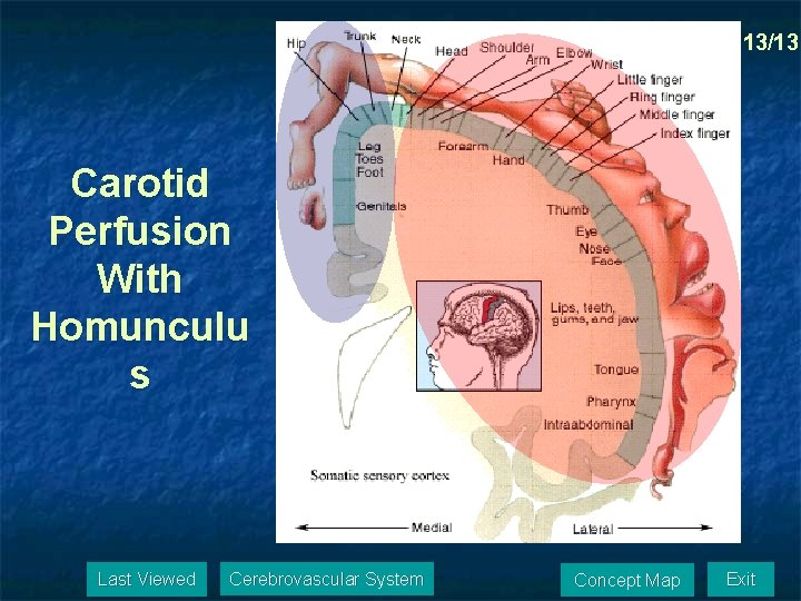 13/13 Carotid Perfusion With Homunculu s Last Viewed Cerebrovascular System Concept Map Exit 