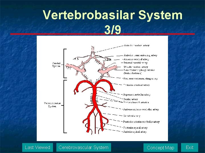 Vertebrobasilar System 3/9 Last Viewed Cerebrovascular System Concept Map Exit 