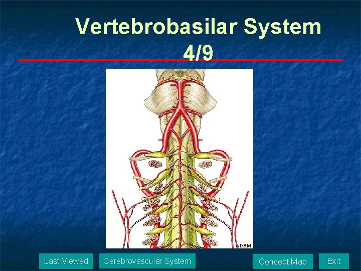 Vertebrobasilar System 4/9 ADAM Last Viewed Cerebrovascular System Concept Map Exit 