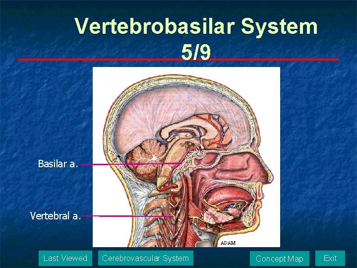 Vertebrobasilar System 5/9 Basilar a. Vertebral a. ADAM Last Viewed Cerebrovascular System Concept Map