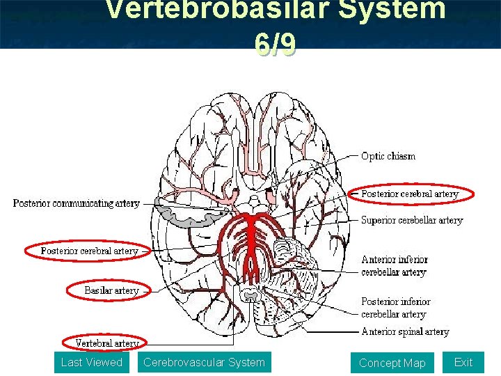 Vertebrobasilar System 6/9 Last Viewed Cerebrovascular System Concept Map Exit 