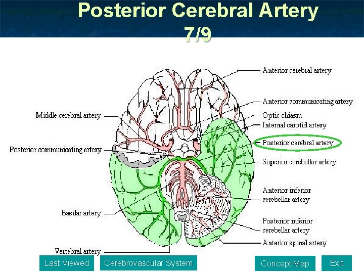 Posterior Cerebral Artery 7/9 Last Viewed Cerebrovascular System Concept Map Exit 