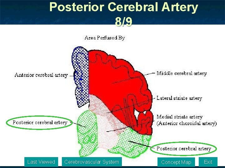 Posterior Cerebral Artery 8/9 Last Viewed Cerebrovascular System Concept Map Exit 