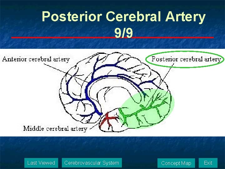 Posterior Cerebral Artery 9/9 Last Viewed Cerebrovascular System Concept Map Exit 