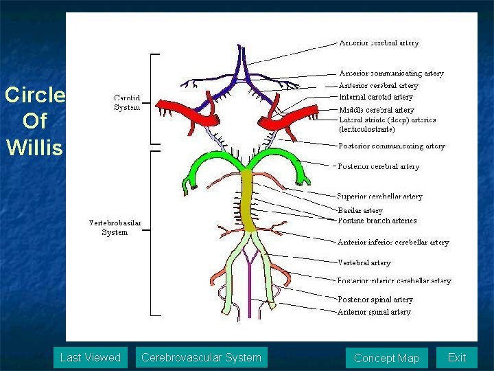 Circle Of Willis Last Viewed Cerebrovascular System Concept Map Exit 