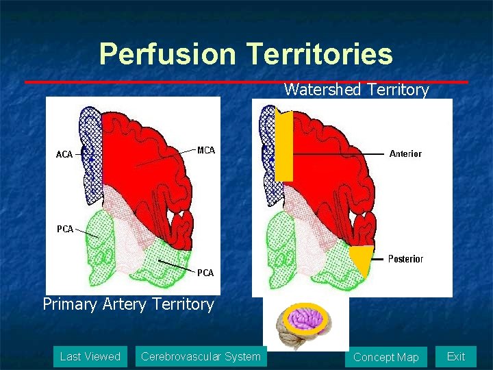 Perfusion Territories Watershed Territory Primary Artery Territory Last Viewed Cerebrovascular System Concept Map Exit