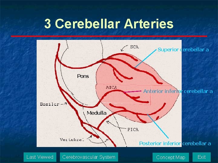 3 Cerebellar Arteries Superior cerebellar a Pons Anterior inferior cerebellar a Medulla Posterior inferior