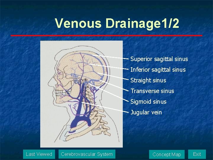 Venous Drainage 1/2 Superior sagittal sinus Inferior sagittal sinus Straight sinus Transverse sinus Sigmoid