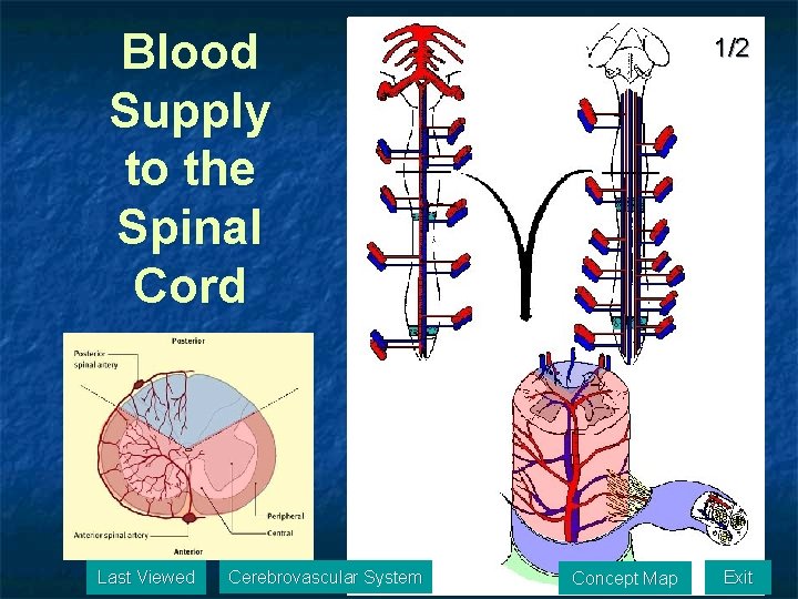 Blood Supply to the Spinal Cord Last Viewed Cerebrovascular System 1/2 Concept Map Exit