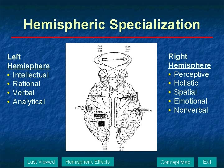 Hemispheric Specialization Right Hemisphere • Perceptive • Holistic • Spatial • Emotional • Nonverbal