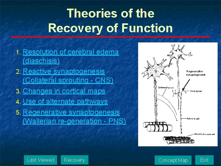 Theories of the Recovery of Function 1. Resolution of cerebral edema (diaschisis) 2. Reactive