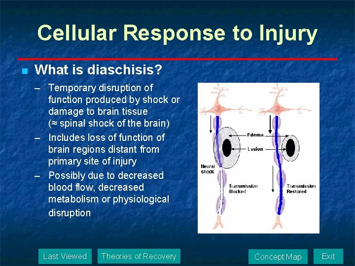Cellular Response to Injury n What is diaschisis? – Temporary disruption of function produced