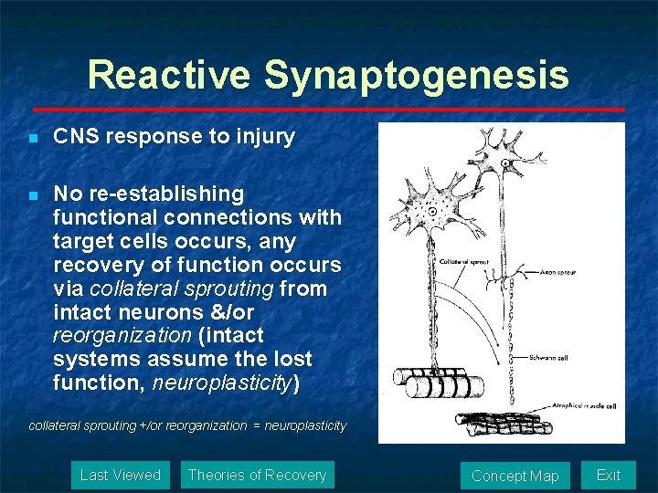 Reactive Synaptogenesis n CNS response to injury n No re-establishing functional connections with target