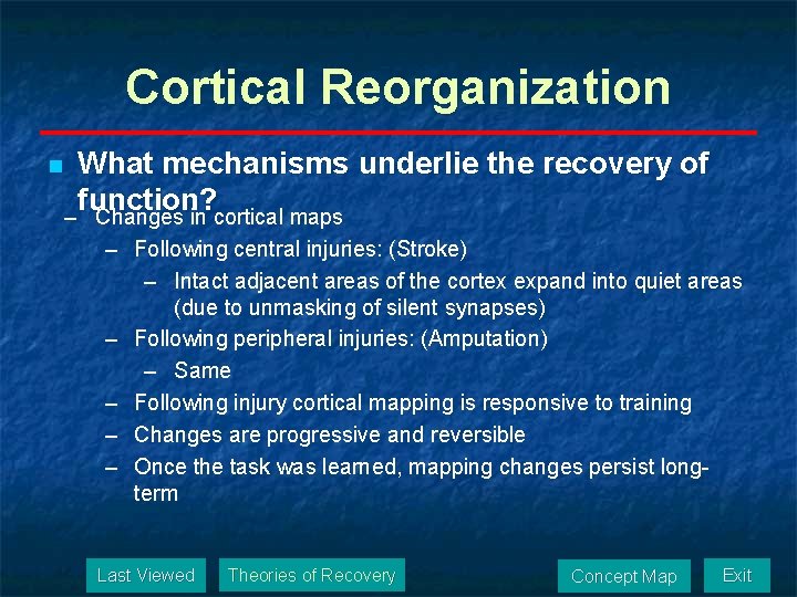 Cortical Reorganization n What mechanisms underlie the recovery of function? – Changes in cortical