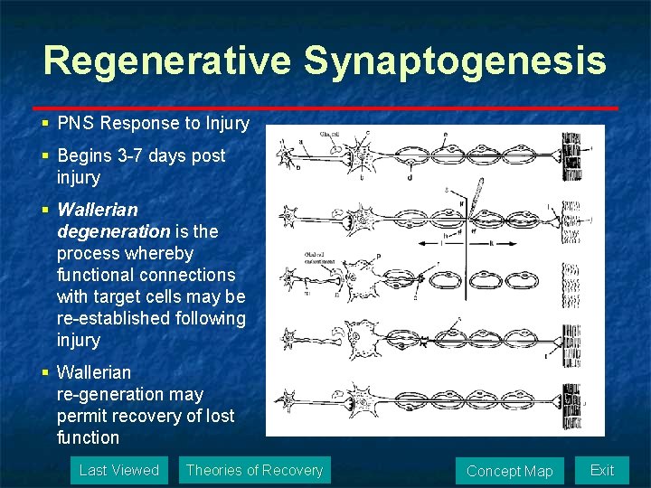 Regenerative Synaptogenesis § PNS Response to Injury § Begins 3 -7 days post injury