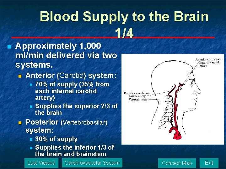 Blood Supply to the Brain 1/4 n Approximately 1, 000 ml/min delivered via two