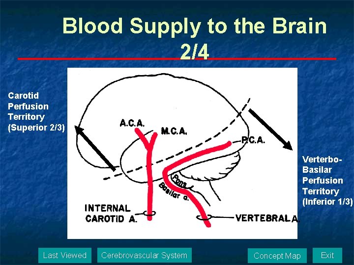 Blood Supply to the Brain 2/4 Carotid Perfusion Territory (Superior 2/3) Verterbo. Basilar Perfusion