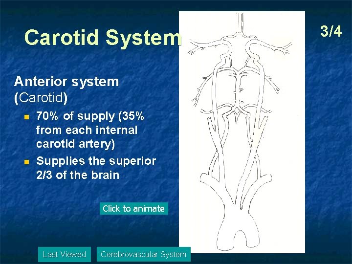 Carotid System Anterior system (Carotid) n n 70% of supply (35% from each internal