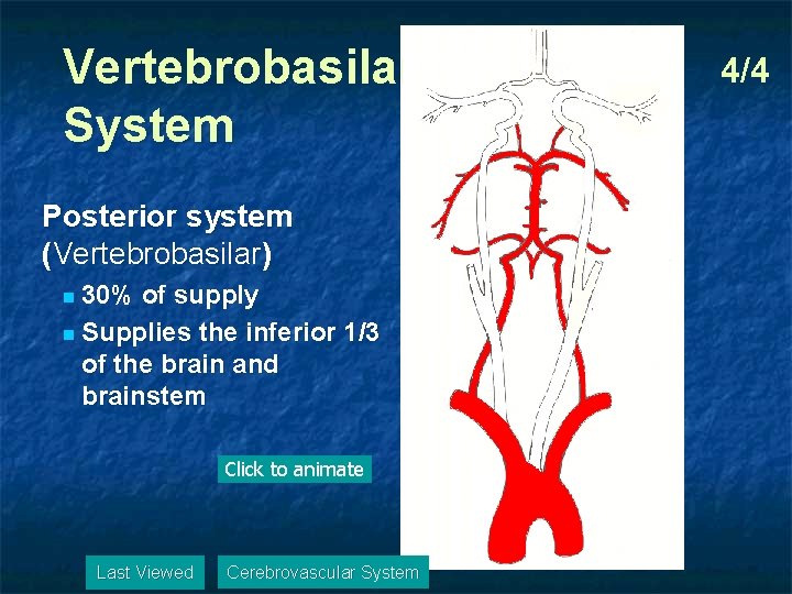 Vertebrobasilar System Posterior system (Vertebrobasilar) 30% of supply n Supplies the inferior 1/3 of
