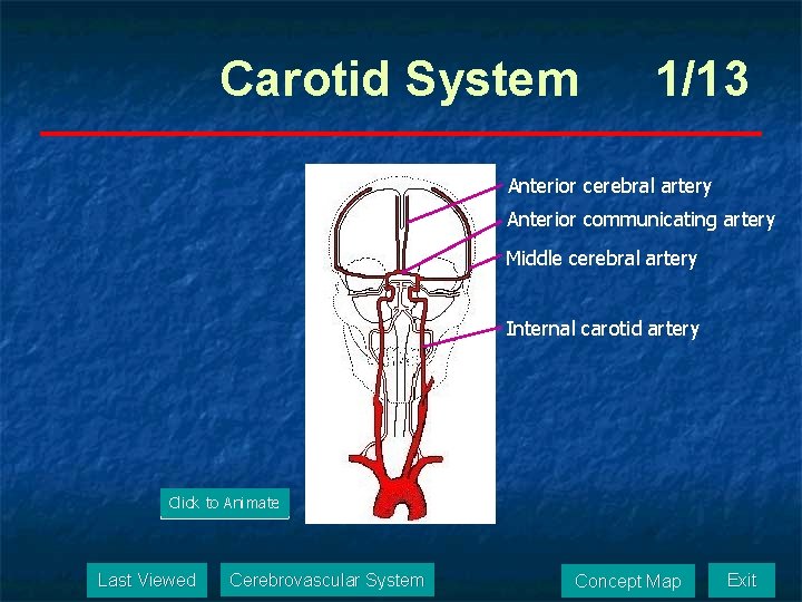 Carotid System 1/13 Anterior cerebral artery Anterior communicating artery Middle cerebral artery Internal carotid