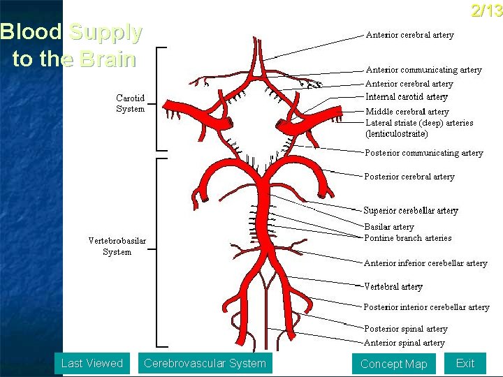 2/13 Blood Supply to the Brain Last Viewed Cerebrovascular System Concept Map Exit 