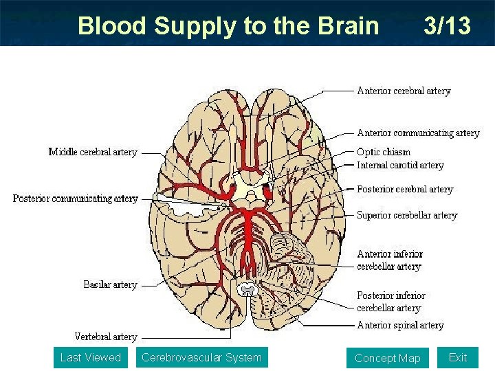 Blood Supply to the Brain Last Viewed Cerebrovascular System Concept Map 3/13 Exit 