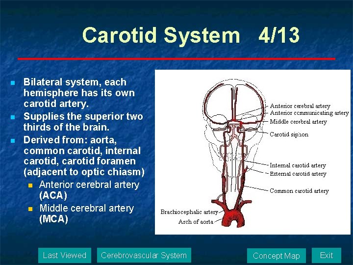 Carotid System 4/13 n n n Bilateral system, each hemisphere has its own carotid