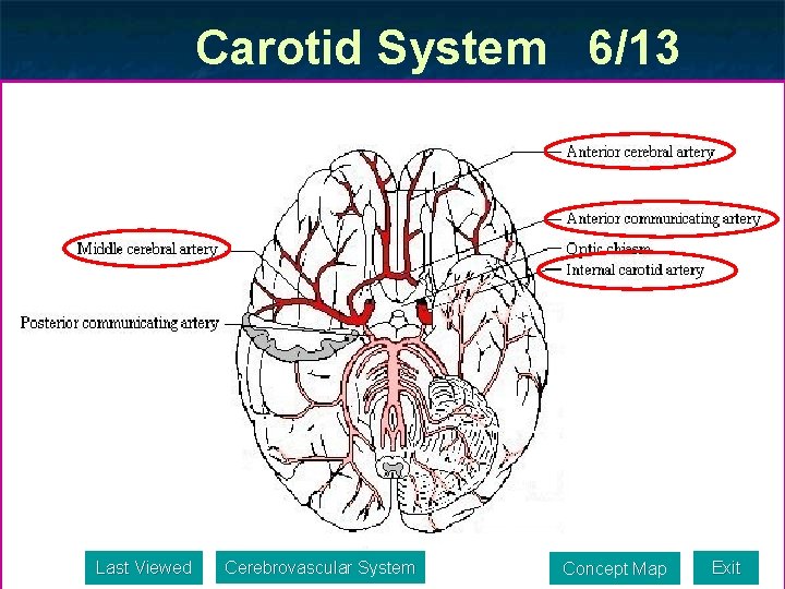 Carotid System 6/13 Last Viewed Cerebrovascular System Concept Map Exit 