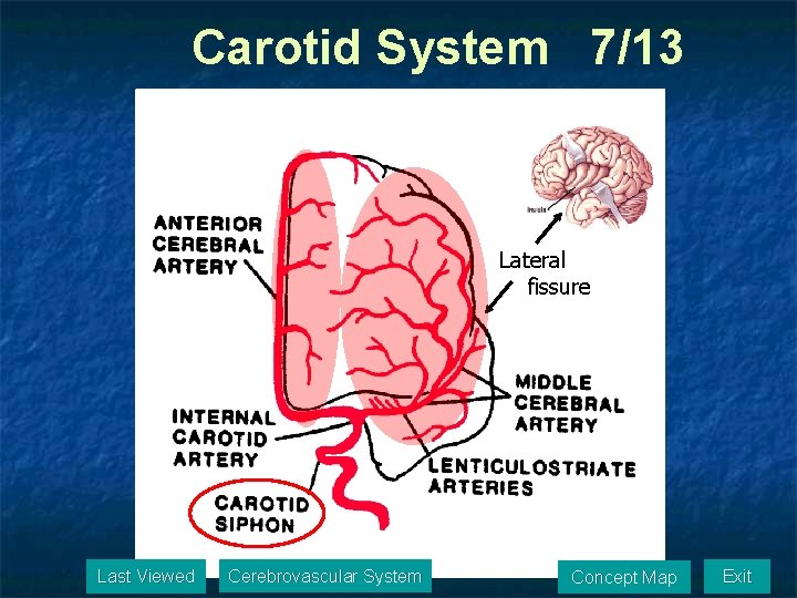 Carotid System 7/13 Lateral fissure Last Viewed Cerebrovascular System Concept Map Exit 