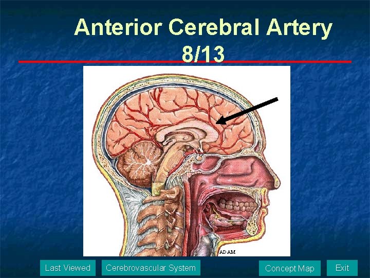 Anterior Cerebral Artery 8/13 ADAM Last Viewed Cerebrovascular System Concept Map Exit 