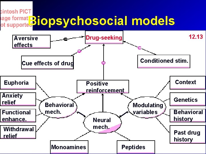 Biopsychosocial models Conditioned stim. Cue effects of drug Euphoria Anxiety relief Functional enhance. 12. Biopsychosocial models Conditioned stim. Cue effects of drug Euphoria Anxiety relief Functional enhance. 12.