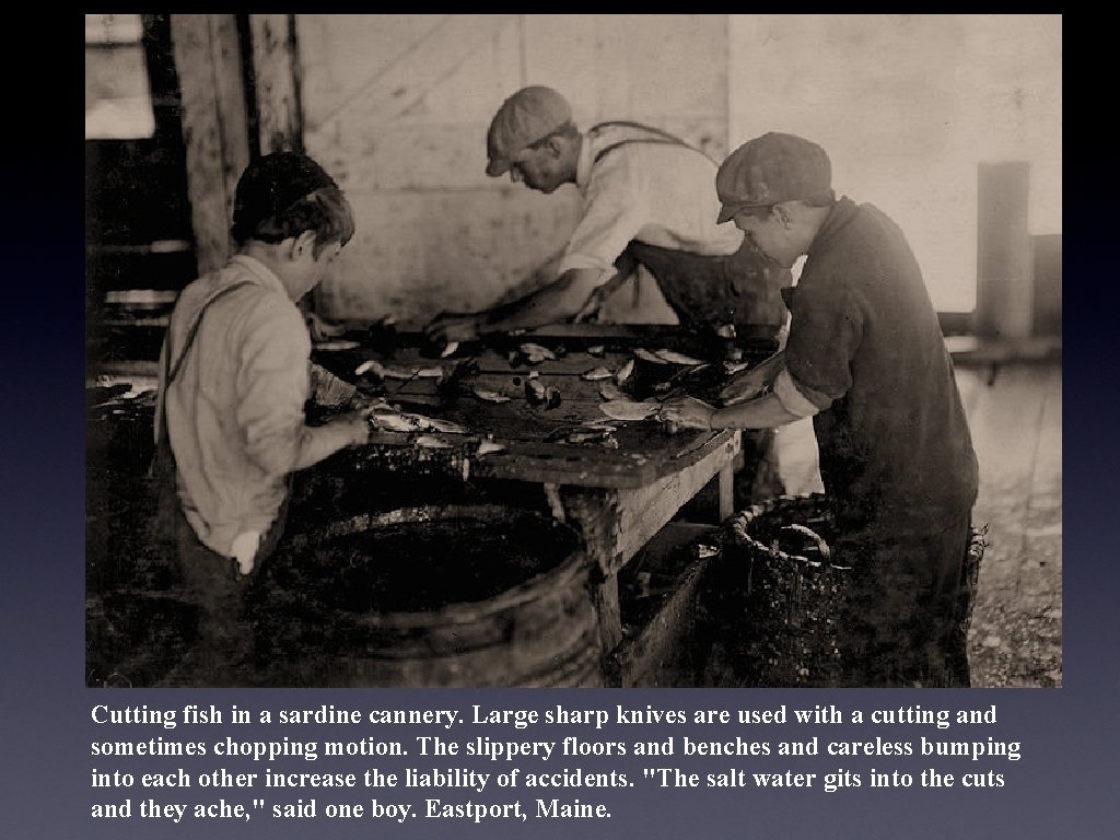Cutting fish in a sardine cannery. Large sharp knives are used with a cutting Cutting fish in a sardine cannery. Large sharp knives are used with a cutting