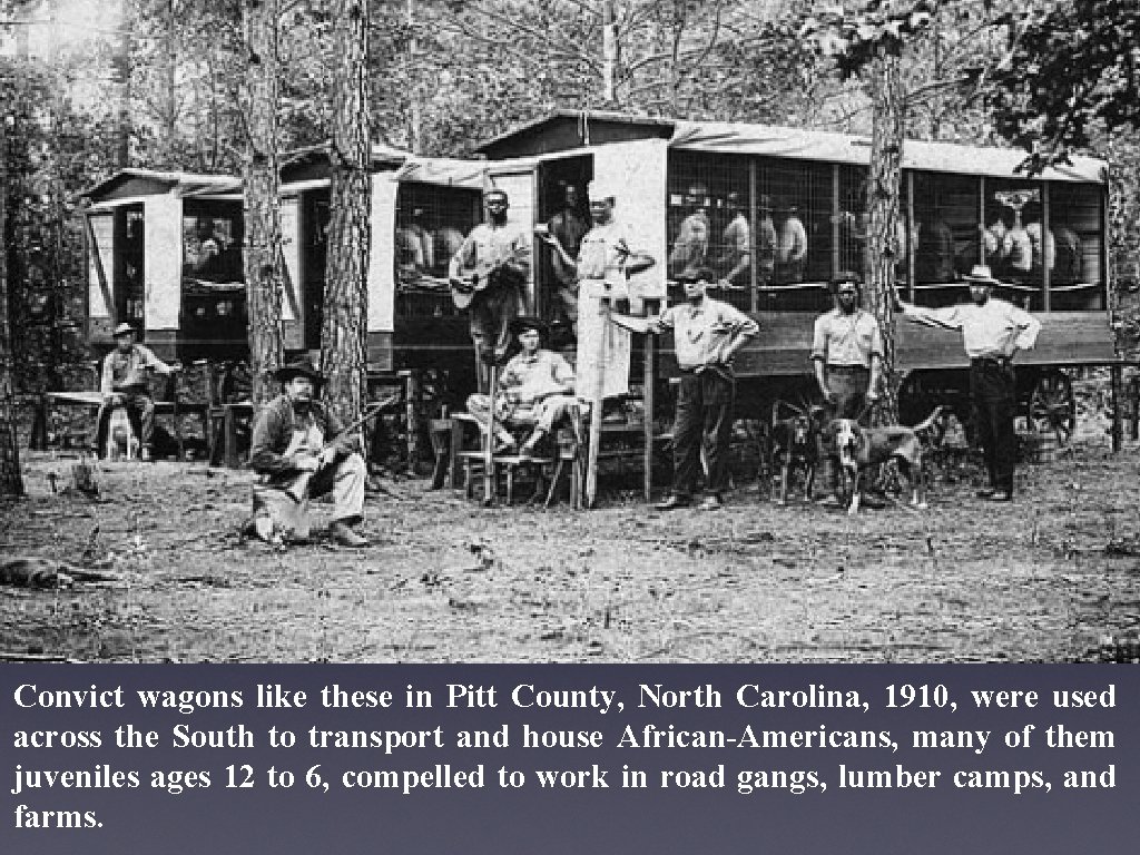 Convict wagons like these in Pitt County, North Carolina, 1910, were used across the