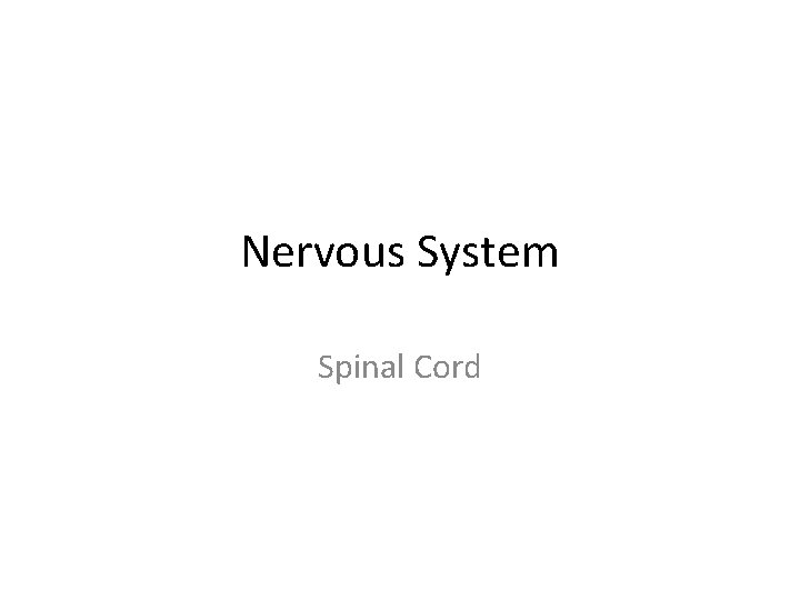 Nervous System Spinal Cord 