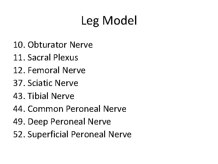 Leg Model 10. Obturator Nerve 11. Sacral Plexus 12. Femoral Nerve 37. Sciatic Nerve