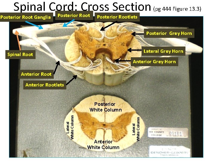 Spinal Cord: Cross Section (pg 444 Figure 13. 3) Posterior Rootlets Posterior Root Ganglia