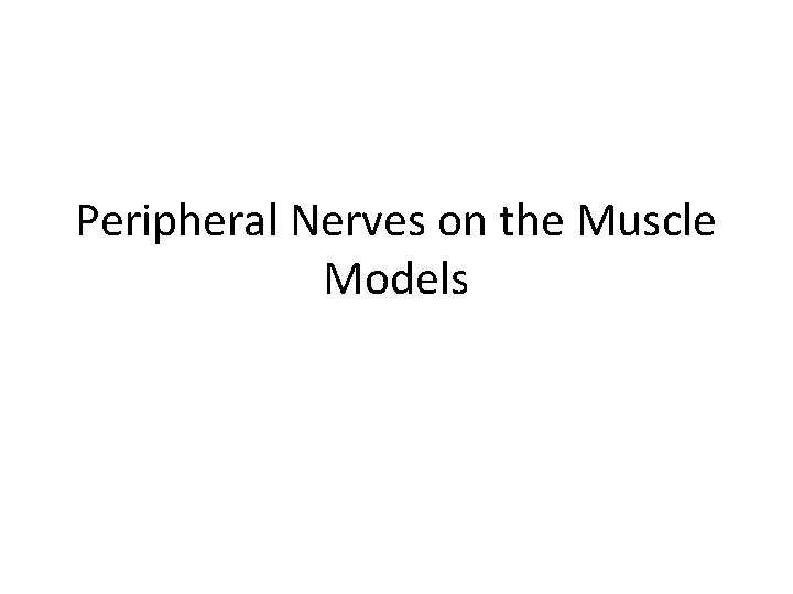 Peripheral Nerves on the Muscle Models 