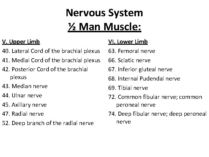Nervous System ½ Man Muscle: V. Upper Limb 40. Lateral Cord of the brachial