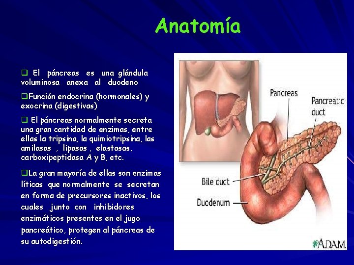 Anatomía q El páncreas es una glándula voluminosa anexa al duodeno q. Función endocrina