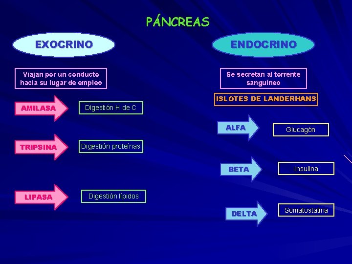 PÁNCREAS EXOCRINO Viajan por un conducto hacia su lugar de empleo AMILASA ENDOCRINO Se