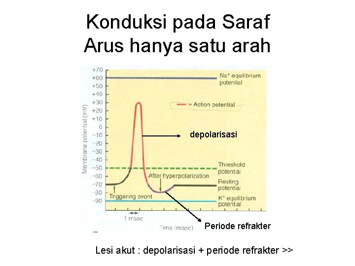 Konduksi pada Saraf Arus hanya satu arah depolarisasi Periode refrakter Lesi akut : depolarisasi Konduksi pada Saraf Arus hanya satu arah depolarisasi Periode refrakter Lesi akut : depolarisasi