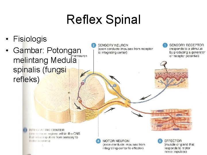 Reflex Spinal • Fisiologis • Gambar: Potongan melintang Medula spinalis (fungsi refleks) Reflex Spinal • Fisiologis • Gambar: Potongan melintang Medula spinalis (fungsi refleks)