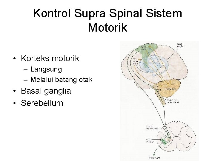 Kontrol Supra Spinal Sistem Motorik • Korteks motorik – Langsung – Melalui batang otak Kontrol Supra Spinal Sistem Motorik • Korteks motorik – Langsung – Melalui batang otak