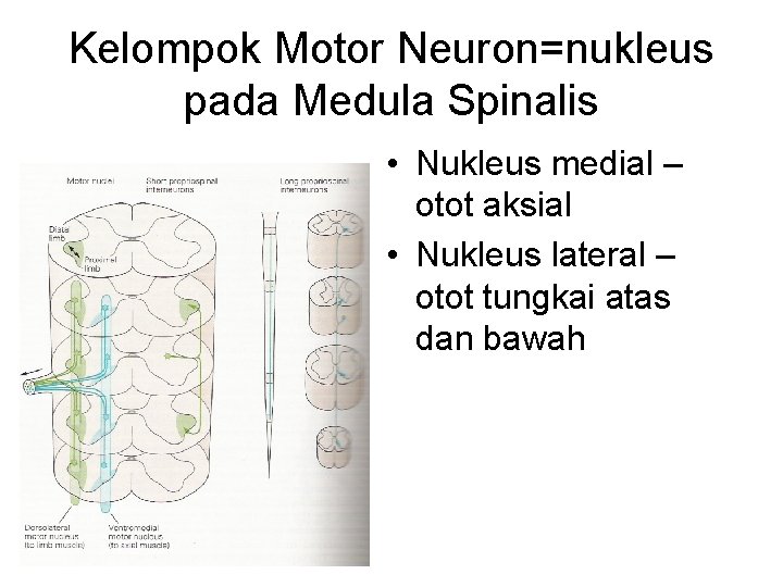 Kelompok Motor Neuron=nukleus pada Medula Spinalis • Nukleus medial – otot aksial • Nukleus Kelompok Motor Neuron=nukleus pada Medula Spinalis • Nukleus medial – otot aksial • Nukleus