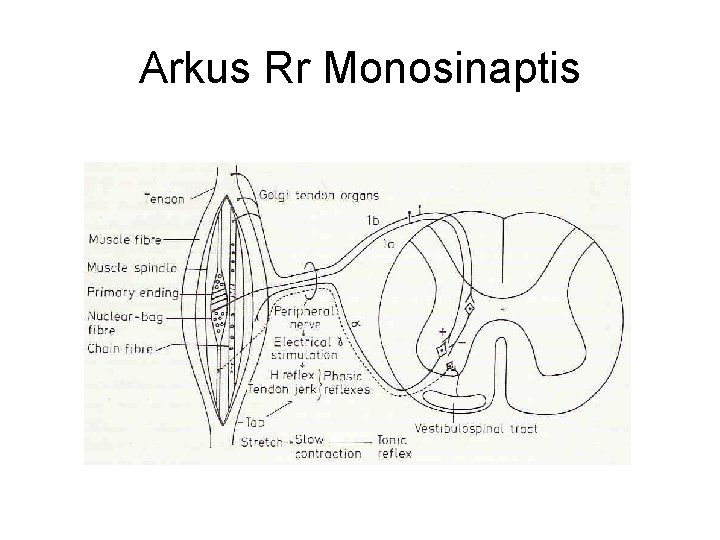 Arkus Rr Monosinaptis Arkus Rr Monosinaptis