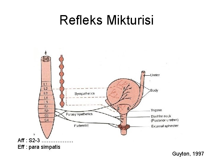 Refleks Mikturisi Aff : S 2 -3 ……………… Eff : para simpatis Guyton, 1997 Refleks Mikturisi Aff : S 2 -3 ……………… Eff : para simpatis Guyton, 1997