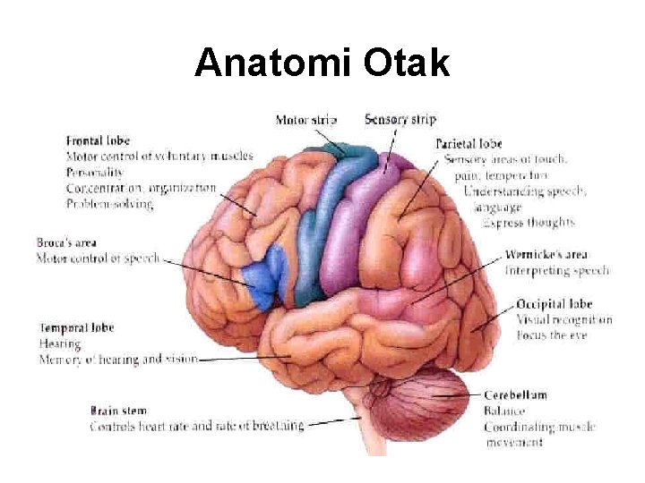 Anatomi Otak Anatomi Otak