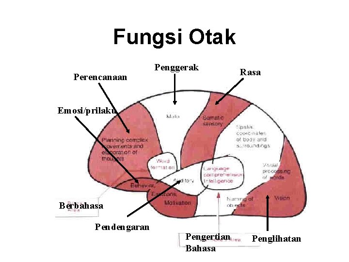 Fungsi Otak Perencanaan Penggerak Rasa Emosi/prilaku Berbahasa Pendengaran Pengertian Bahasa Penglihatan Fungsi Otak Perencanaan Penggerak Rasa Emosi/prilaku Berbahasa Pendengaran Pengertian Bahasa Penglihatan